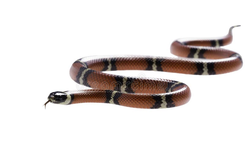Cobra-leite sinaloense em fundo branco foto de stock
