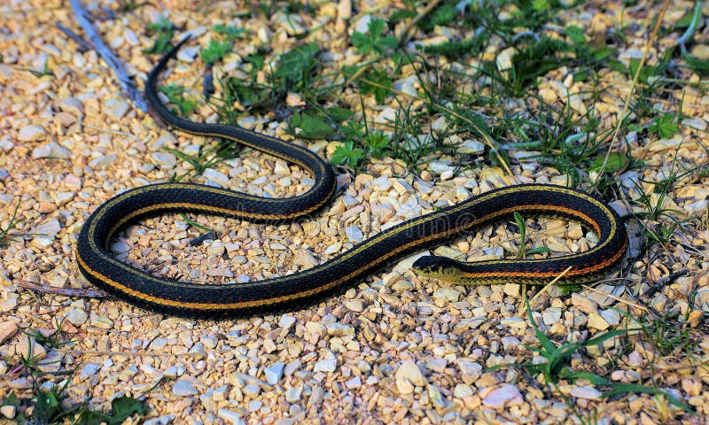 Lone snake on gravel - Narcisse Snake Pits, Manitoba, Canada. Lone snake on gravel - Narcisse Snake Pits, Manitoba, Canada