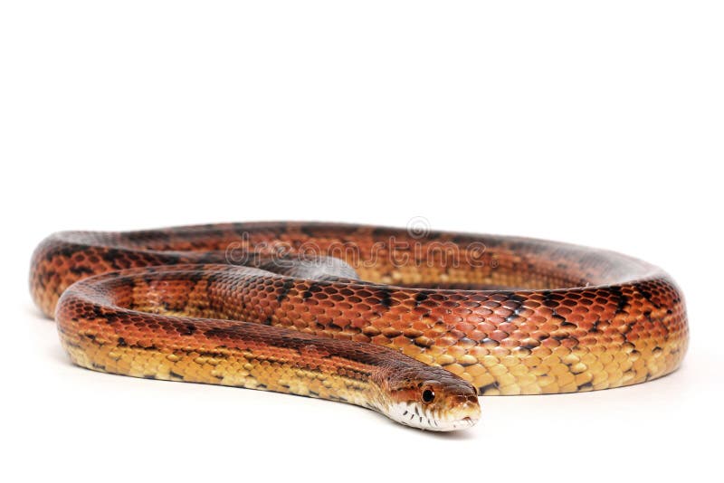 Cobra-milho foto de stock