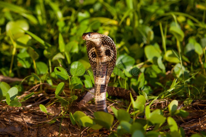 Serpente Della Cobra In Habitat Naturali Fotografia Stock Immagine di