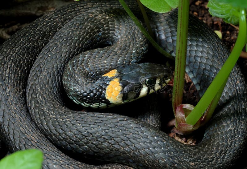 L'estratto Della Pelle Di Serpente Del Boa Ha Strutturato Il Modello Spoted Image120871955 - Foto 6