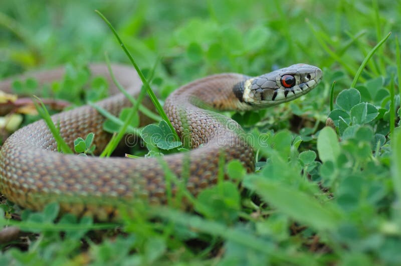 Serpente di erba fotografia stock. Immagine di colore 33137494