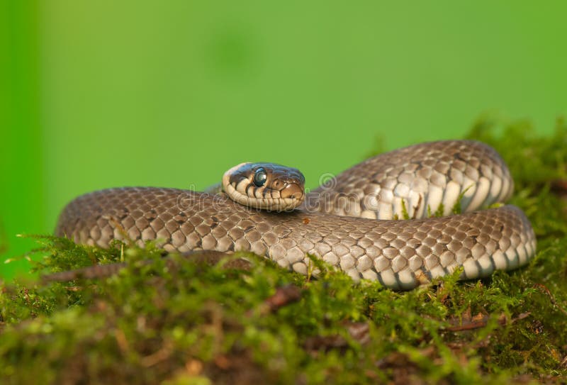 Serpente di erba fotografia stock. Immagine di scala 34041854