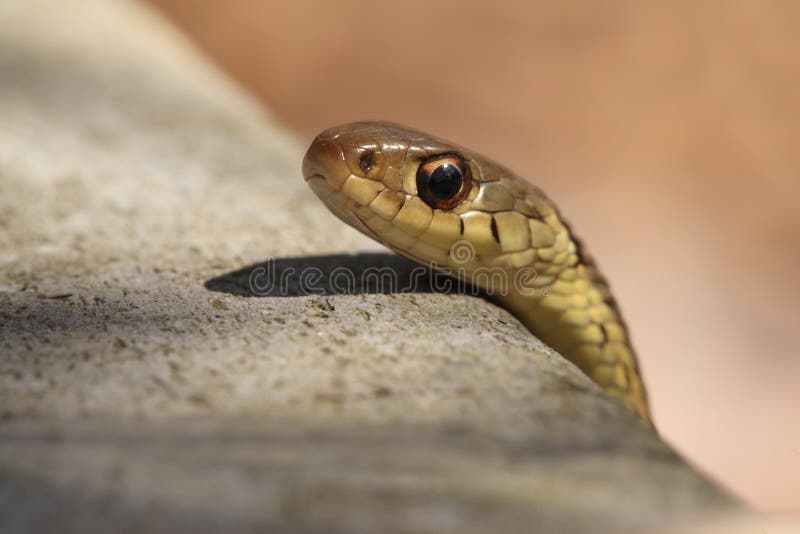 Serpente di giarrettiera (sirtalis del Thamnophis) immagine stock Serpente di giarrettiera (sirtalis del Thamnophis) immagine stock