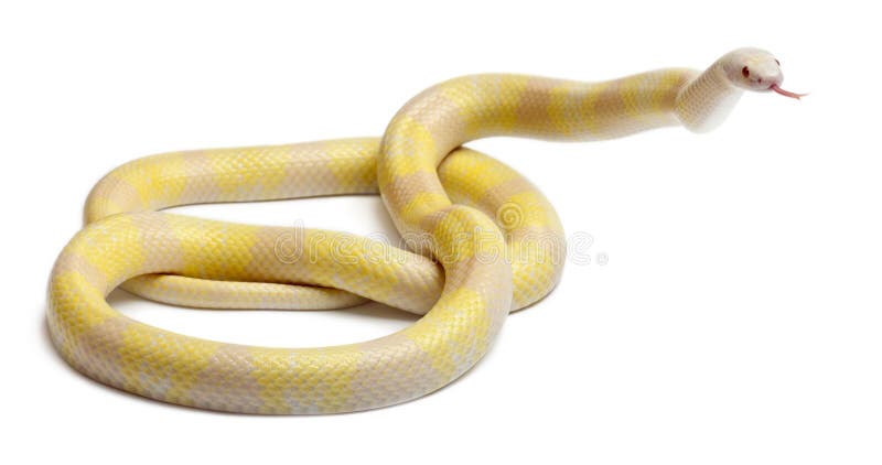 Serpente di latte del Honduran di contrasto di colore giallo della neve