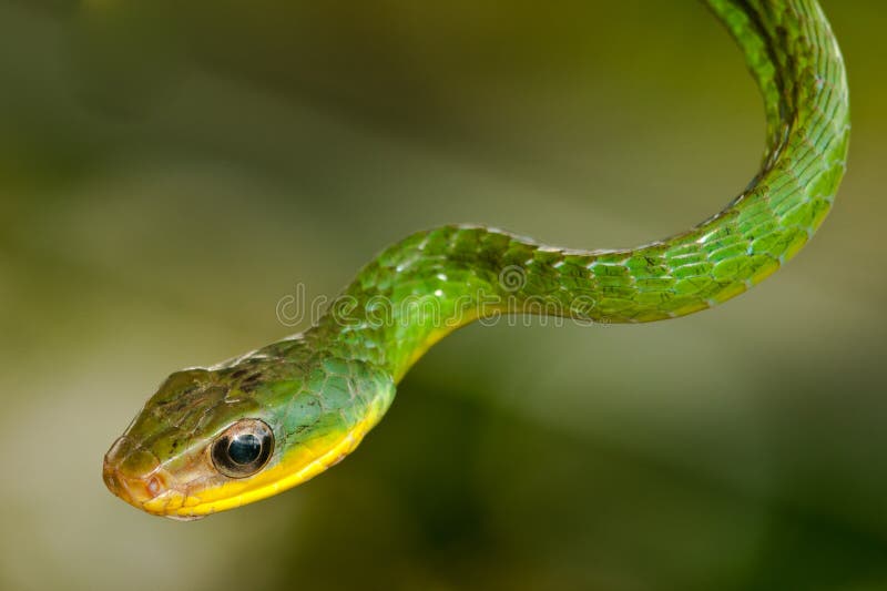 Serpente di vite verde