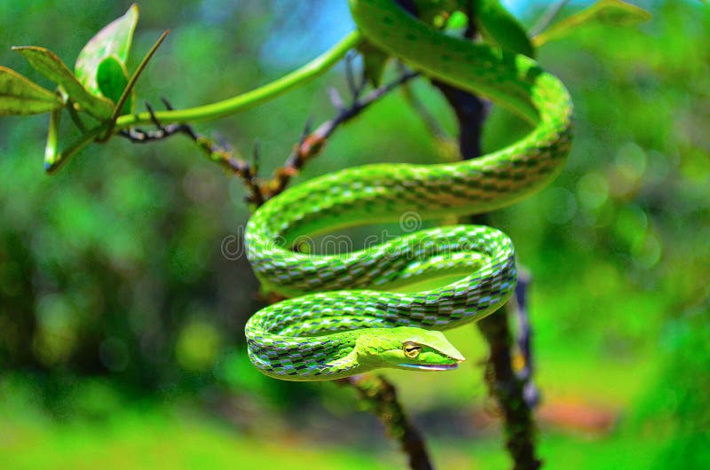 Serpente di vite verde, nasuta di Ahaetulla, Dudhsagar, Goa immagine stock Serpente di vite verde, nasuta di Ahaetulla, Dudhsagar, Goa immagine stock