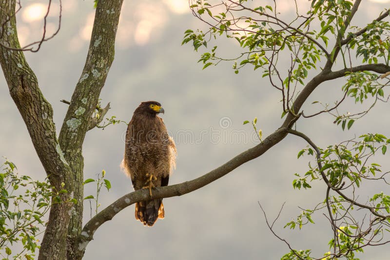 Serpente-Eagle crestato (cheela di Spilornis) che sta in natura in Taiwan fotografia stock libera da diritti Serpente-Eagle crestato (cheela di Spilornis) che sta in natura in Taiwan fotografia stock libera da diritti