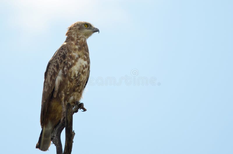 Serpente Eagle de Brown (cinereus do Circaetus) fotografia de stock royalty free Serpente Eagle de Brown (cinereus do Circaetus) fotografia de stock royalty free