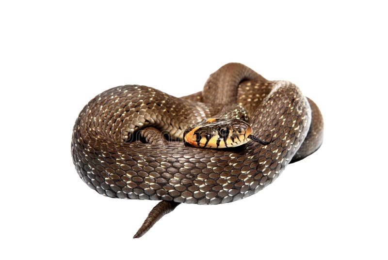 Cobra isolada fotografia de stock royalty free