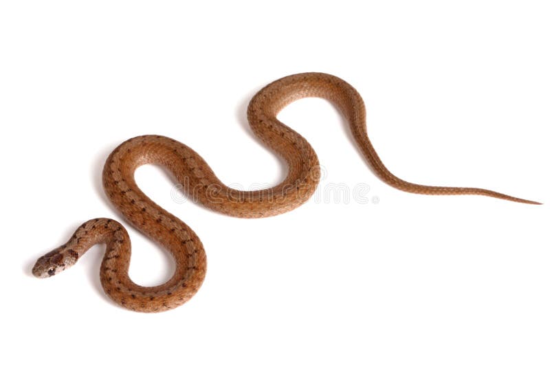 Serpente marrone nordico su una priorità bassa bianca immagini stock Serpente marrone nordico su una priorità bassa bianca immagini stock