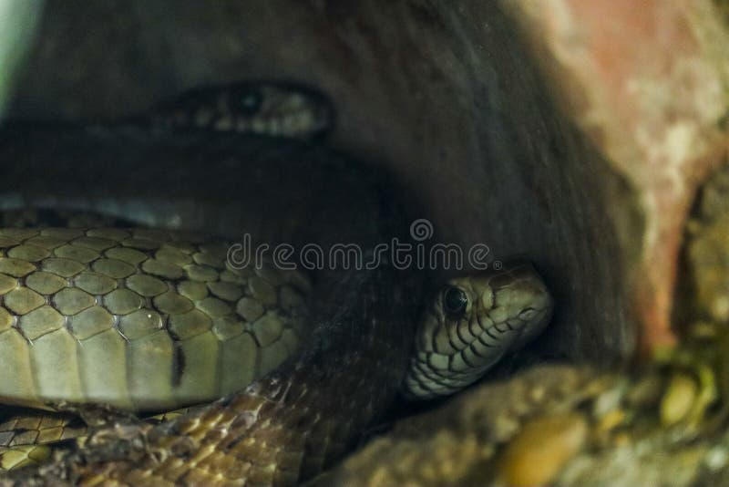 Serpente nella foresta immagini stock libere da diritti Serpente nella foresta immagini stock libere da diritti