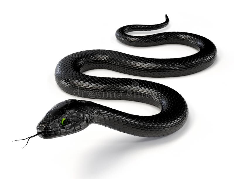 Serpente nero III