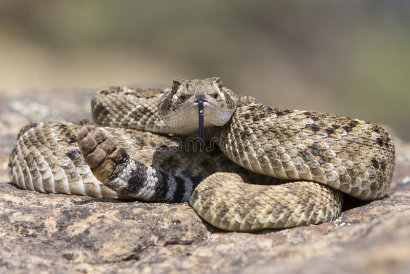 Serpente ocidental do chocalho de Diamondbacks na rocha foto de stock royalty free Serpente ocidental do chocalho de Diamondbacks na rocha foto de stock royalty free