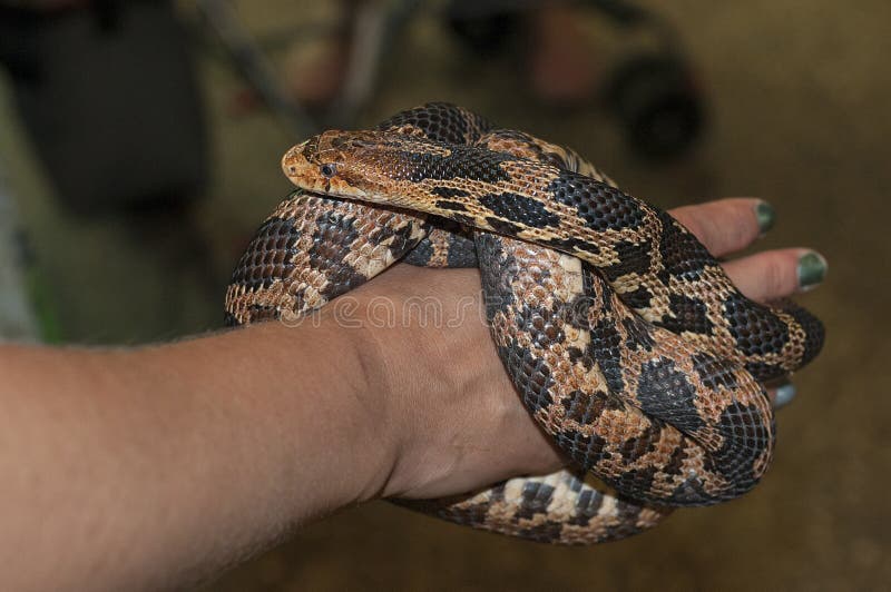 Eastern fox snake coiled on it's care taker's hand. Eastern fox snake coiled on it's care taker's hand