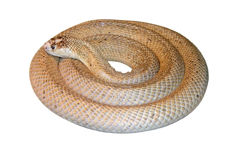 Cobra perfeitamente redonda imagem de stock