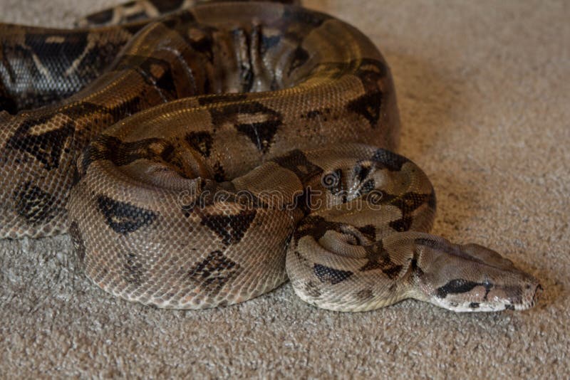 white boa constrictor with prey white boa constrictor with prey
