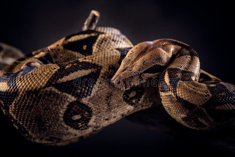 Serpente su fondo nero fotografia stock libera da diritti Serpente su fondo nero fotografia stock libera da diritti