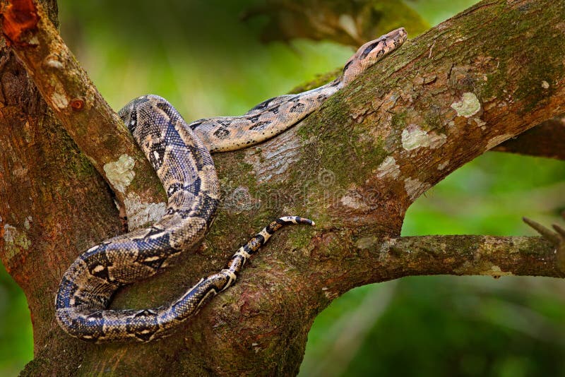 Serpente sul tronco di albero Serpente nella natura selvaggia, Belize del boa constrictor Scena della fauna selvatica dall'Americ