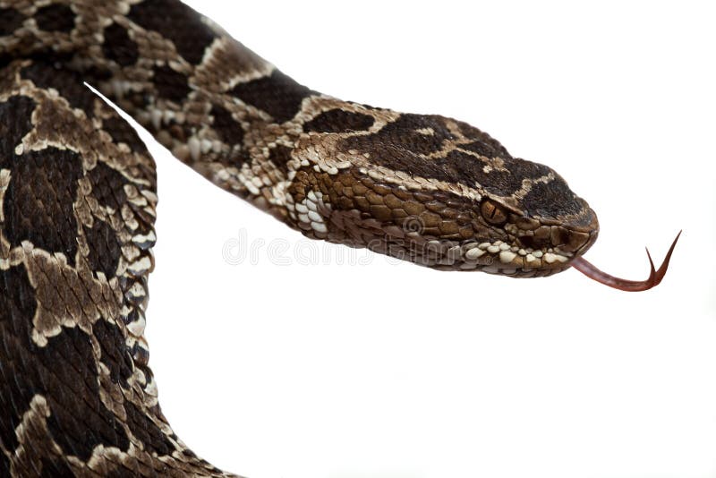 Serpente tossico immagine stock libera da diritti Serpente tossico immagine stock libera da diritti