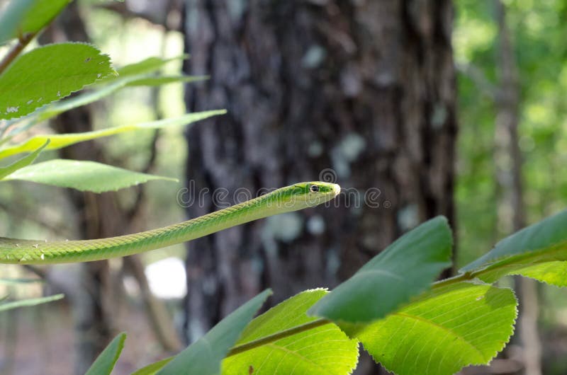 Serpente verde di massima fotografie stock libere da diritti Serpente verde di massima fotografie stock libere da diritti