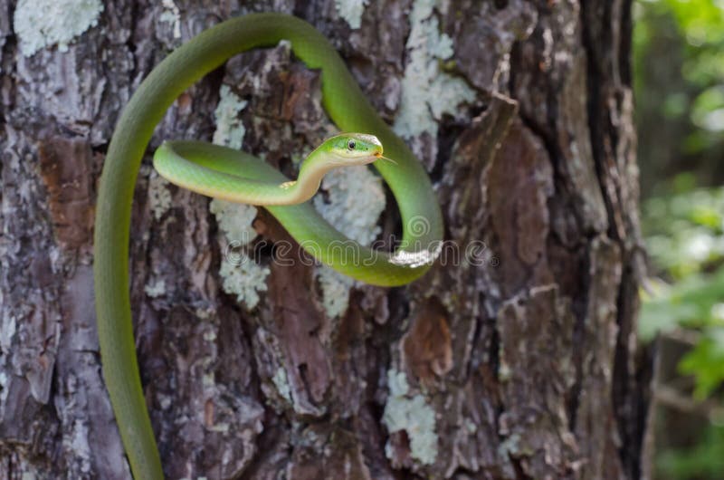 Serpente verde di massima fotografie stock libere da diritti Serpente verde di massima fotografie stock libere da diritti