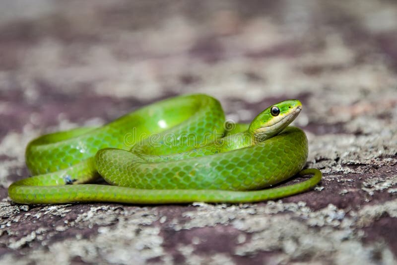 Serpente Verde Lisa (vernalis Do Opheodrys) Foto de Stock - Imagem de defensivo, nave: 7429206