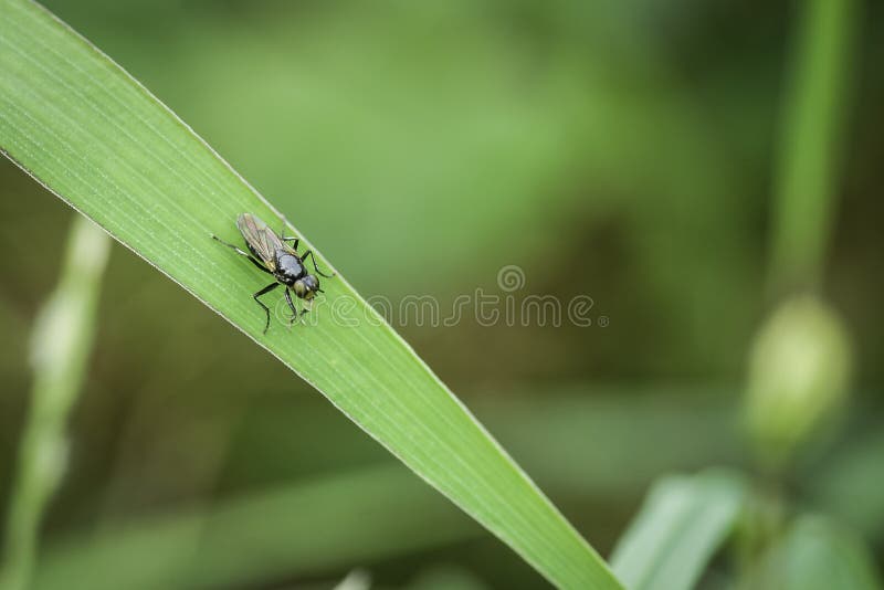 Its a Serpentine leaf miner.