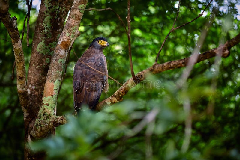 Serpiente crestado águila spilornis cheela. águila de sri lanka sentada en una rama en el bosque. depredador busca presa. fauna imagen de archivo libre de regalías