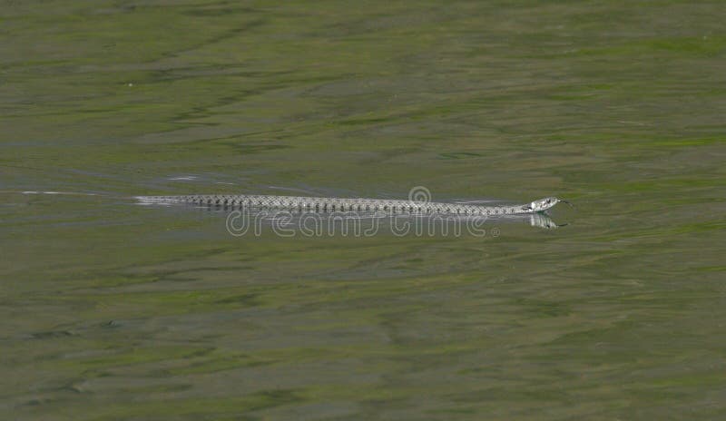 Serpiente de agua que está nadando en el lago imagenes de archivo Serpiente de agua que está nadando en el lago imagenes de archivo