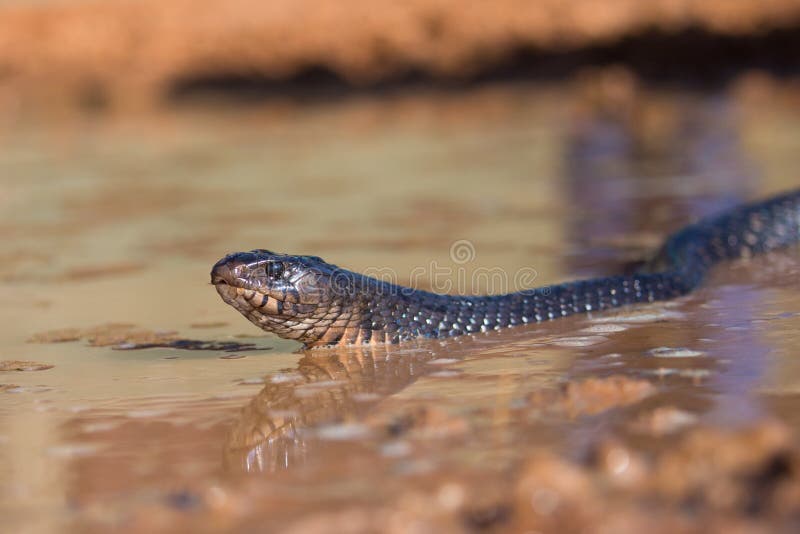 Serpiente de añil de mirada mala en Tejas foto de archivo Serpiente de añil de mirada mala en Tejas foto de archivo