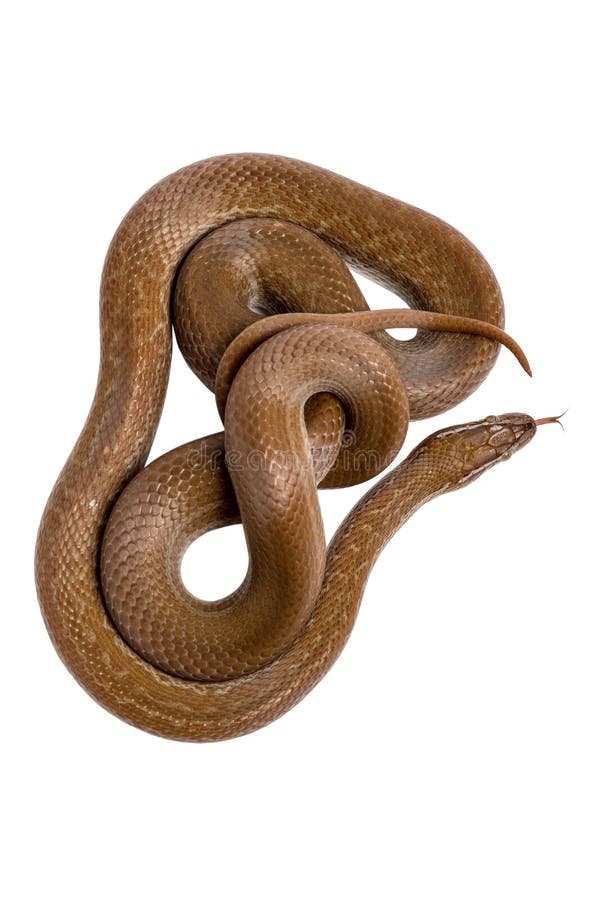 Serpiente De Casa Del Cabo (capensis De Boaedon) Foto de archivo - Imagen de macro, casa: 49526262