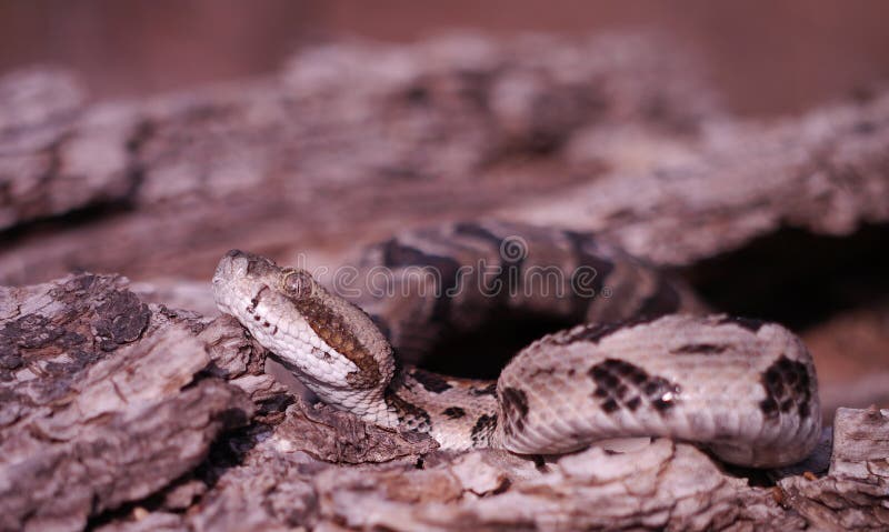 Serpiente de cascabel de madera fotos de archivo Serpiente de cascabel de madera fotos de archivo