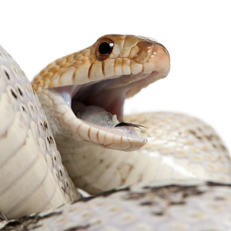Serpiente de Gopher pacífica también conocida como serpiente de Gopher de la costa, serpiente de Gopher occidental, catenifer del imagen de archivo Serpiente de Gopher pacífica también conocida como serpiente de Gopher de la costa, serpiente de Gopher occidental, catenifer del imagen de archivo