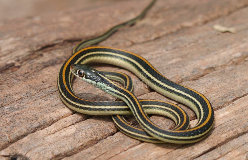 The Common Garter Snake (Thamnophis sirtalis) is an indigenous North American snake found widely across the continent. Most garter snakes have a pattern of yellow stripes on a brown or green background and their average length is about 55 cm (22 in), with a maximum length of about 137 cm (54 in). The Common Garter Snake (Thamnophis sirtalis) is an indigenous North American snake found widely across the continent. Most garter snakes have a pattern of yellow stripes on a brown or green background and their average length is about 55 cm (22 in), with a maximum length of about 137 cm (54 in).