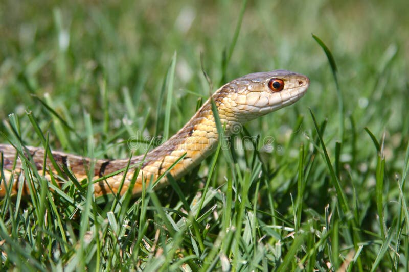 Serpiente de liga en la hierba