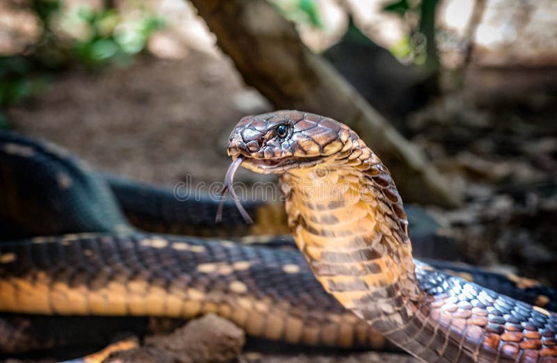 Serpiente de rey Cobra en Uganda, África foto de archivo libre de regalías Serpiente de rey Cobra en Uganda, África foto de archivo libre de regalías