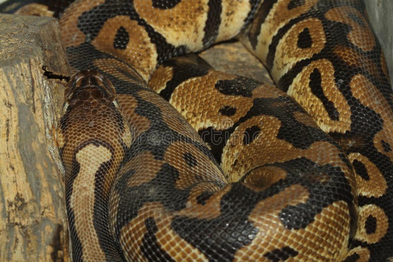 Serpiente del pitón de la bola imágenes de archivo libres de regalías Serpiente del pitón de la bola imágenes de archivo libres de regalías