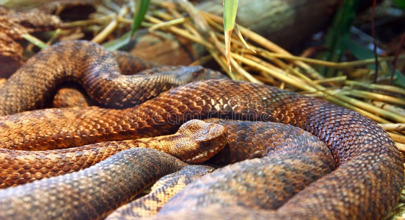 Serpiente europea común, serpiente foto de archivo libre de regalías Serpiente europea común, serpiente foto de archivo libre de regalías