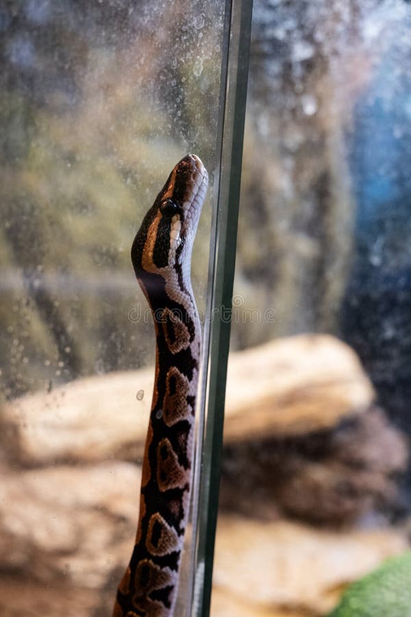 Serpientes reptilianas boa constrictor. en brasil, donde está la segunda serpiente más grande