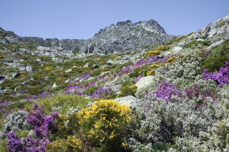 Serra Da Estrela with Alpine Flowers in Portugal Stock Photo - Image of  national, travel: 41443874