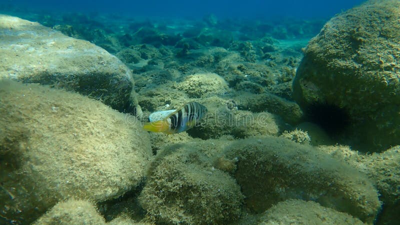 Serranus scriba, comero dipinto, Grecia. Serranus scriba, alkidiki.