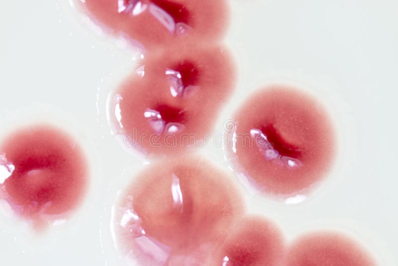 Serratia marcescens są gatunki laseczkowate negatyw bakterie zdjęcia royalty free Serratia marcescens są gatunki laseczkowate negatyw bakterie zdjęcia royalty free