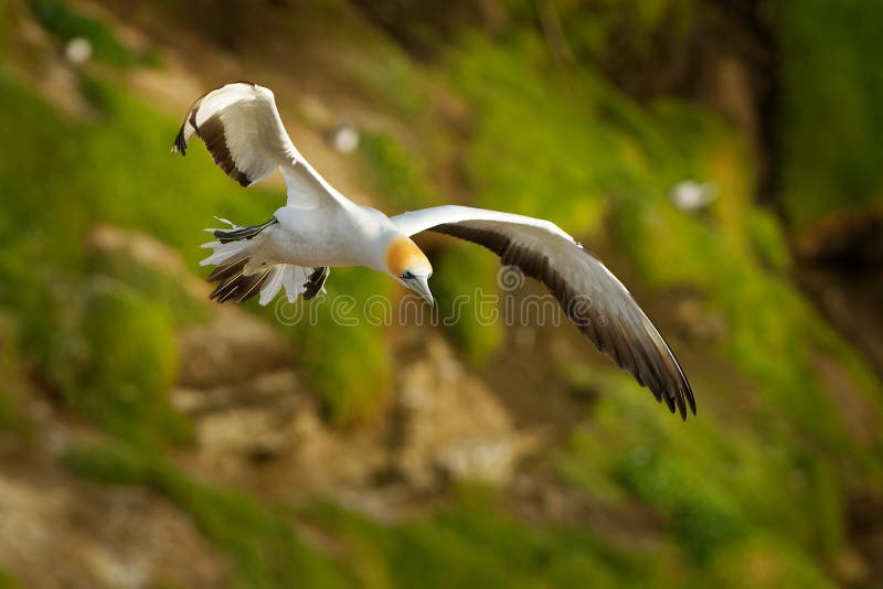 Serrator Sula - αυστραλιανό Gannet - takapu που πετά επάνω από τη να τοποθετηθεί αποικία στη Νέα Ζηλανδία στοκ φωτογραφίες Serrator Sula - αυστραλιανό Gannet - takapu που πετά επάνω από τη να τοποθετηθεί αποικία στη Νέα Ζηλανδία στοκ φωτογραφίες