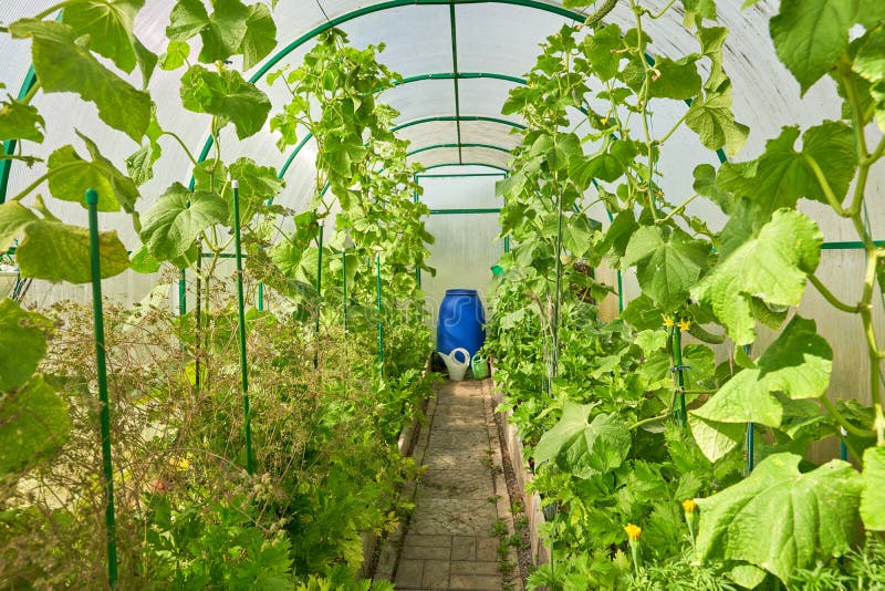 Serre avec concombre vert, vue intérieure Agriculture industrielle. Pots de concombres cultivés dans une grande serre industrielle Agriculture industrielle