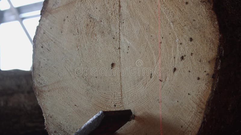 Serre madeira o log fixado no banco da carpintaria da serra industrial