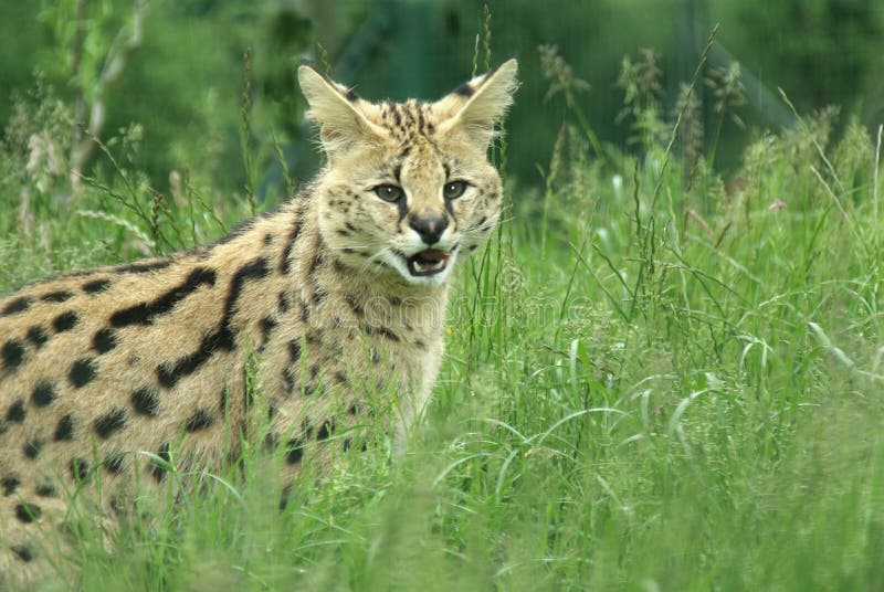 Serval