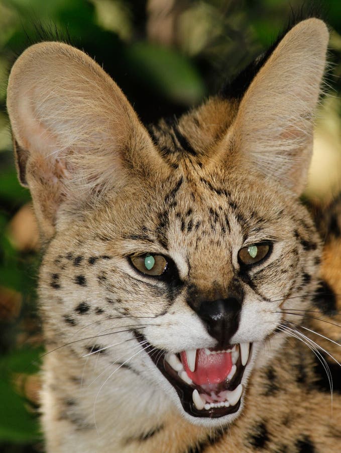 Serval Africain (serval De Leptailurus) Image stock Image du chat