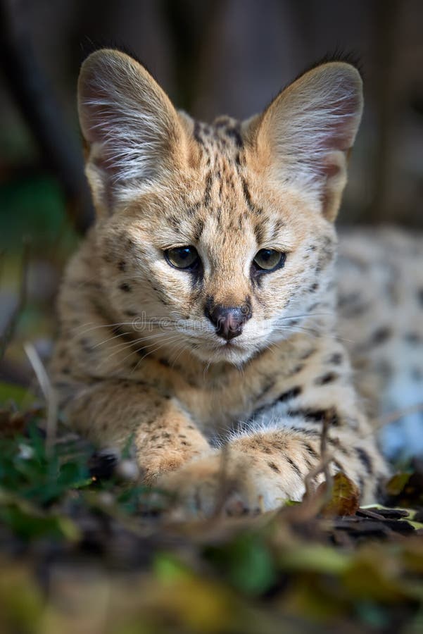 Serval cat Felis serval stock image. Image of closeup 127585219