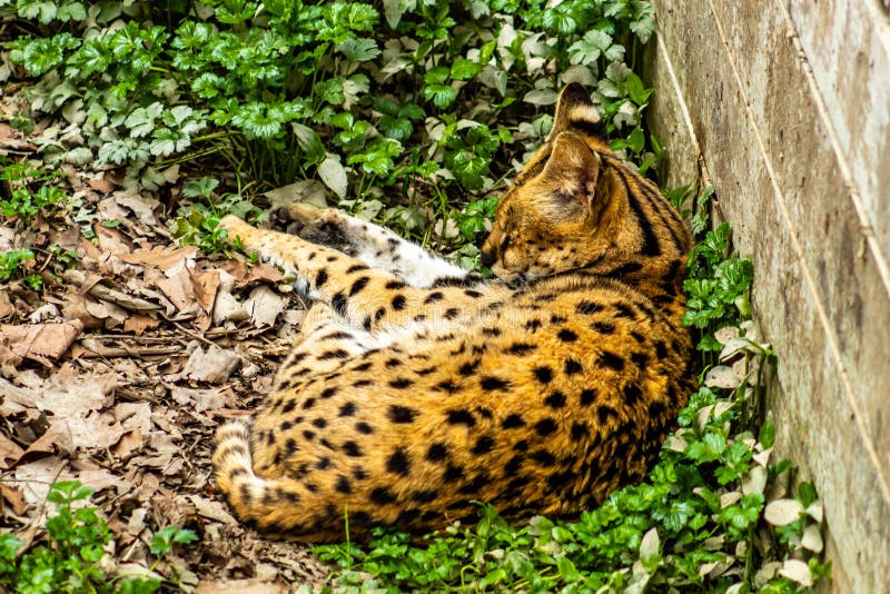 Serval cat grabs a nap. Auckland Zoo Auckland New Zealand
